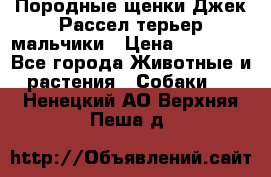 Породные щенки Джек Рассел терьер-мальчики › Цена ­ 40 000 - Все города Животные и растения » Собаки   . Ненецкий АО,Верхняя Пеша д.